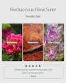 Geranium, rosewood, and clary sage representing the oil’s herbaceous floral scent with five-star review