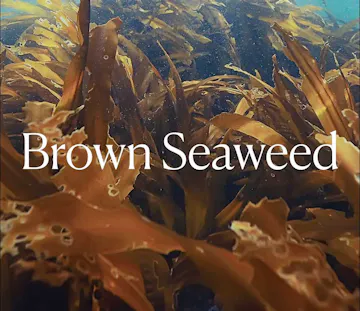 Brown Seaweed