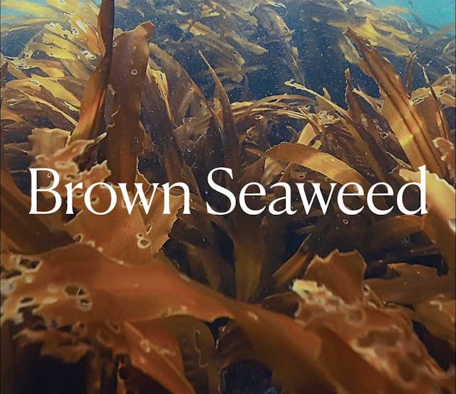 Brown Seaweed