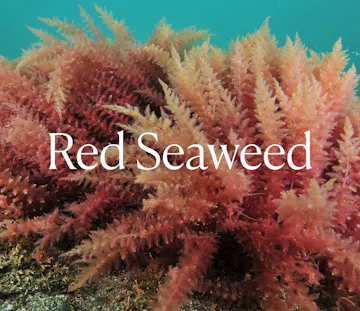 Red Seaweed