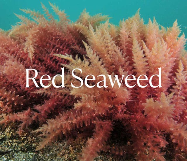 Red Seaweed