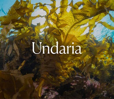 Undaria seaweed in the ocean